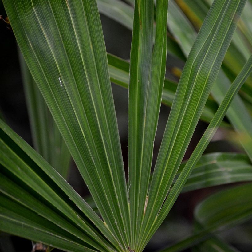 Trachycarpus fortunei - Palma di Fortune (Foliage)