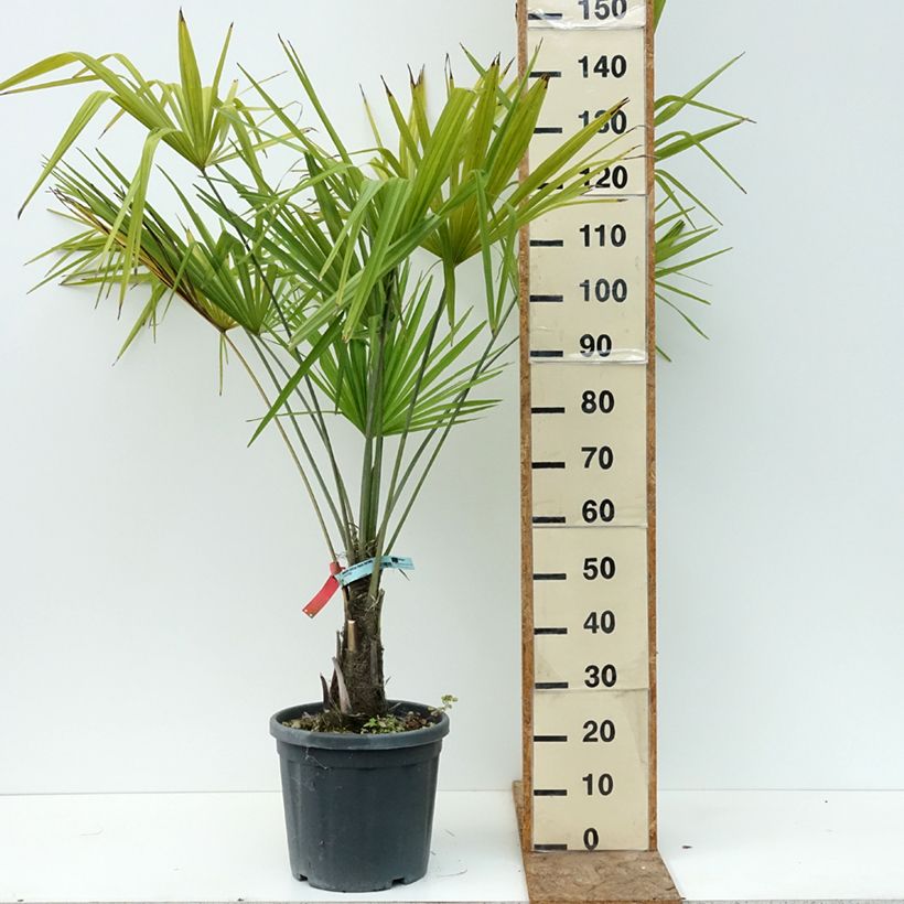 Esemplare di Trachycarpus fortunei - Palma di Fortune Vaso da 18L/20L consegnato in estate