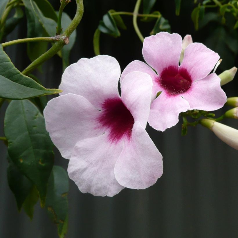 Pandorea jasminoïdes Rosea (Flowering)