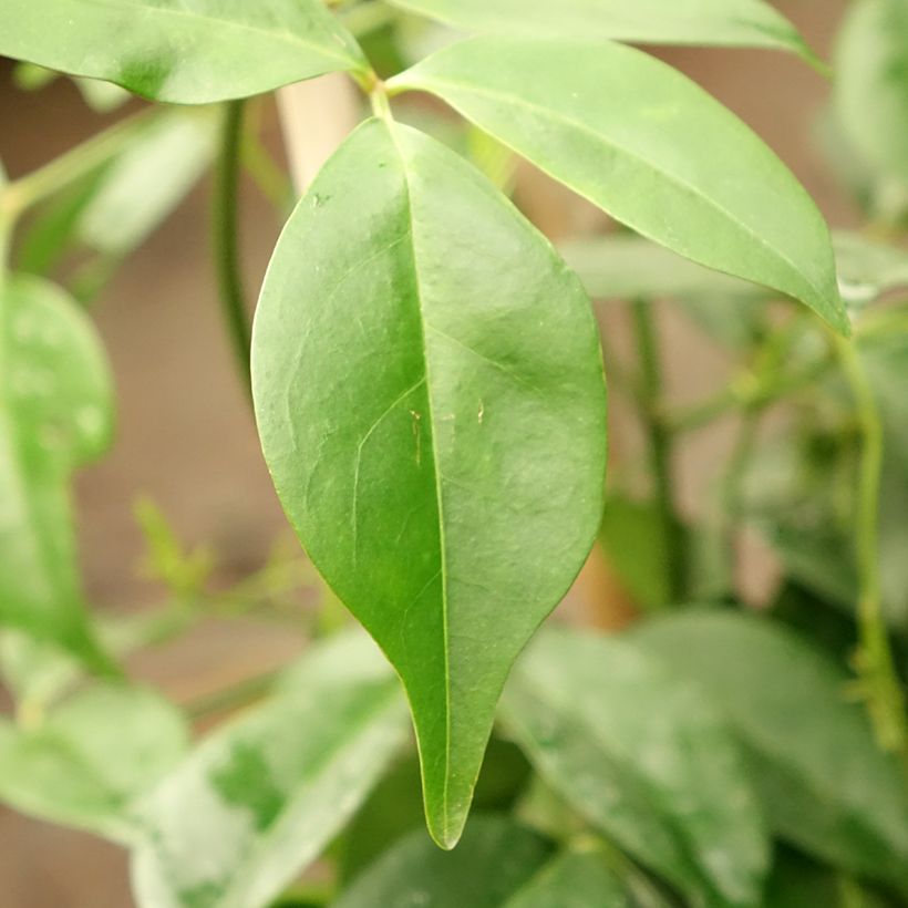 Pandorea jasminoïdes Rosea (Foliage)