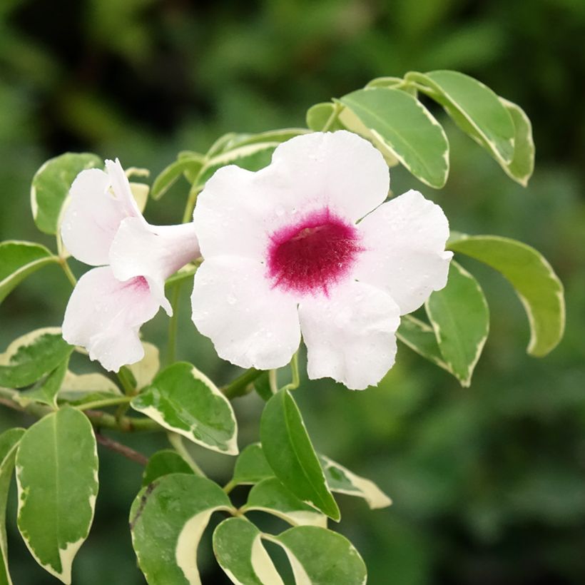 Pandorea jasminoïdes Variegata (Fioritura)