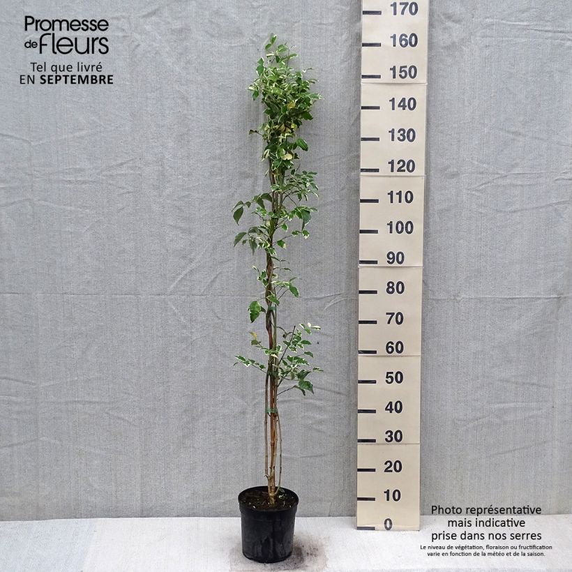 Esemplare di Pandorea jasminoides Variegata - Bignone faux jasmin  Pot de 3L/4L come consegnato in autunno
