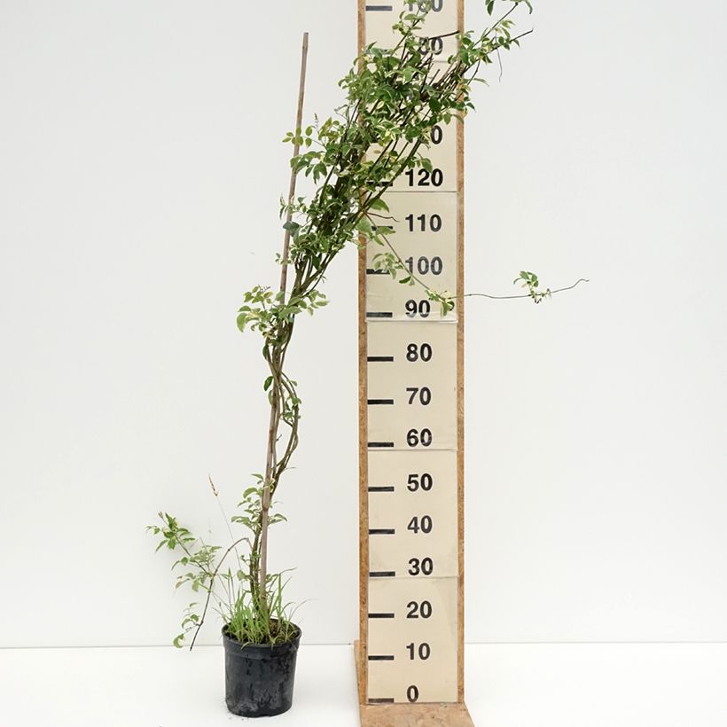 Esemplare di Pandorea jasminoïdes Variegata Vaso da 3L/4L consegnato in estate