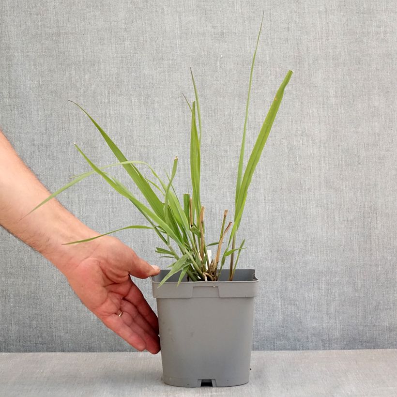 Example of Panicum virgatum Dallas Blues Vaso da 2L/3L as you get in printemps