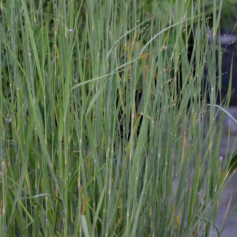Panicum virgatum Heavy Metal (Fogliame)