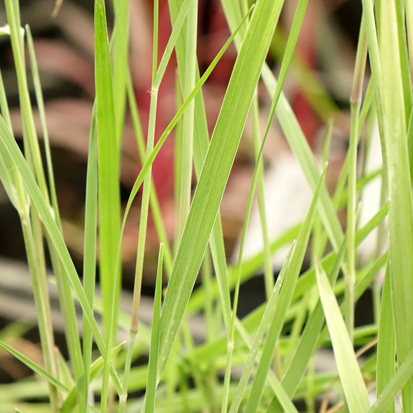 Panicum virgatum Heiliger Hain (Foliage)