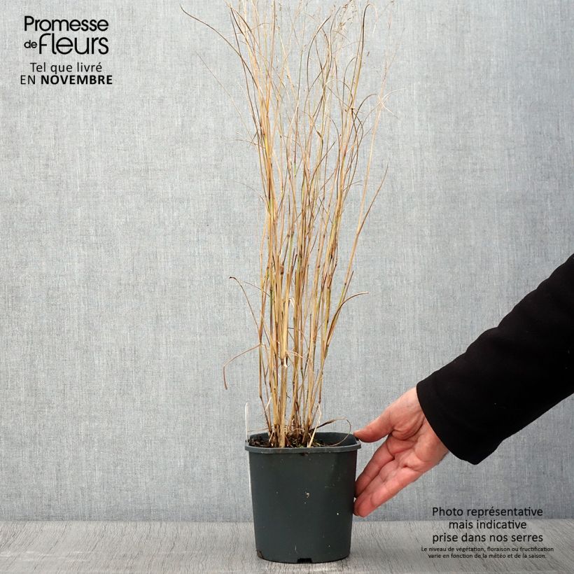 Esemplare di Panic érigé - Panicum virgatum Heiliger Hain Pot de 2L/3L come consegnato in autunno