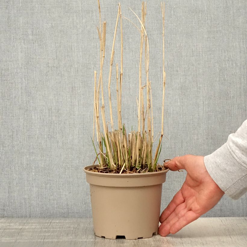 Example of Panicum virgatum Northwind Vaso da 2L/3L as you get in printemps