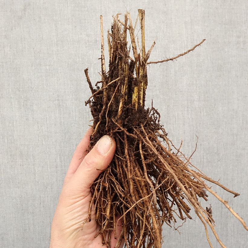 Panicum virgatum Northwind Piante piccole a radice nuda esemplare consegnato in inverno