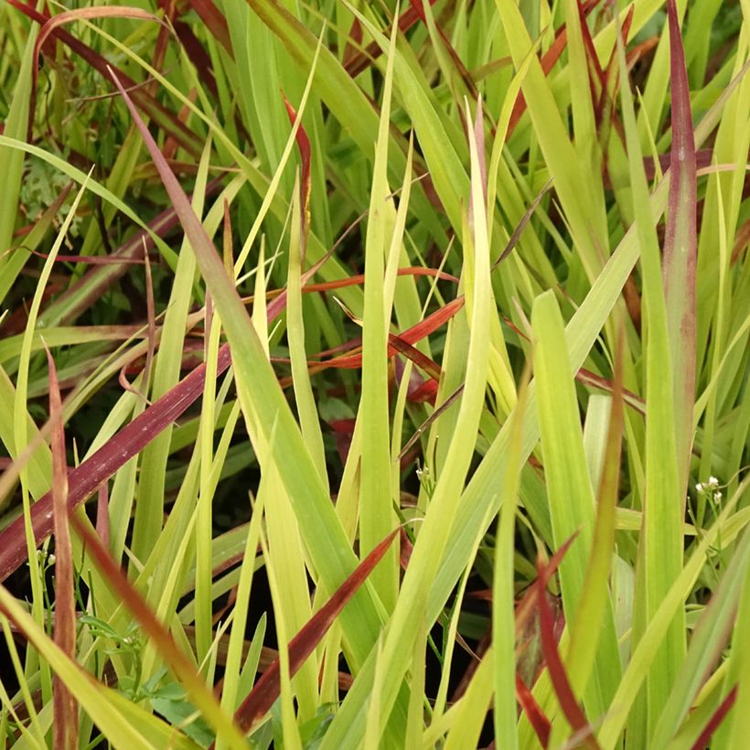 Panicum virgatum Oxblood Autumn (Foliage)