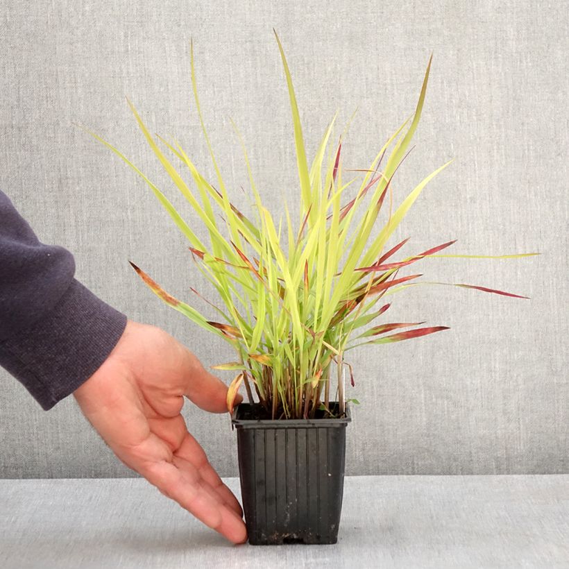 Example of Panicum virgatum Oxblood Autumn Vasetto da 8/9 cm as you get in printemps