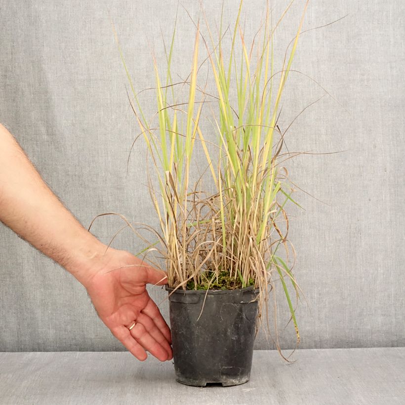 Esemplare di Panicum virgatum Prairie Sky Vaso da 2L/3L come consegnato in autunno
