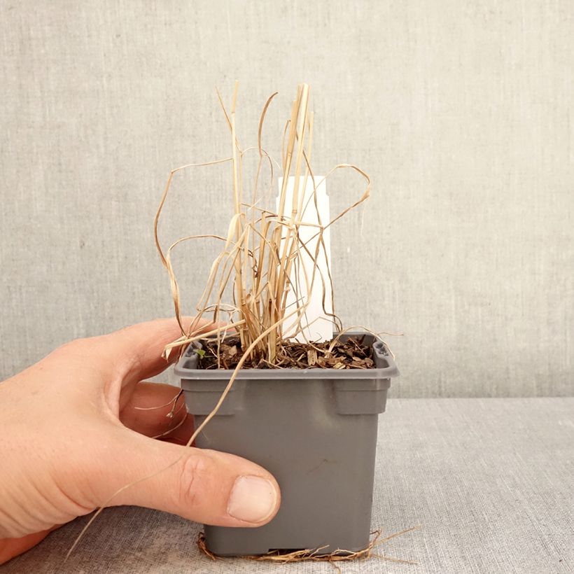 Panic érigé - Panicum virgatum Purple Tears Vasetto da 8/9 cm esemplare consegnato in primavera