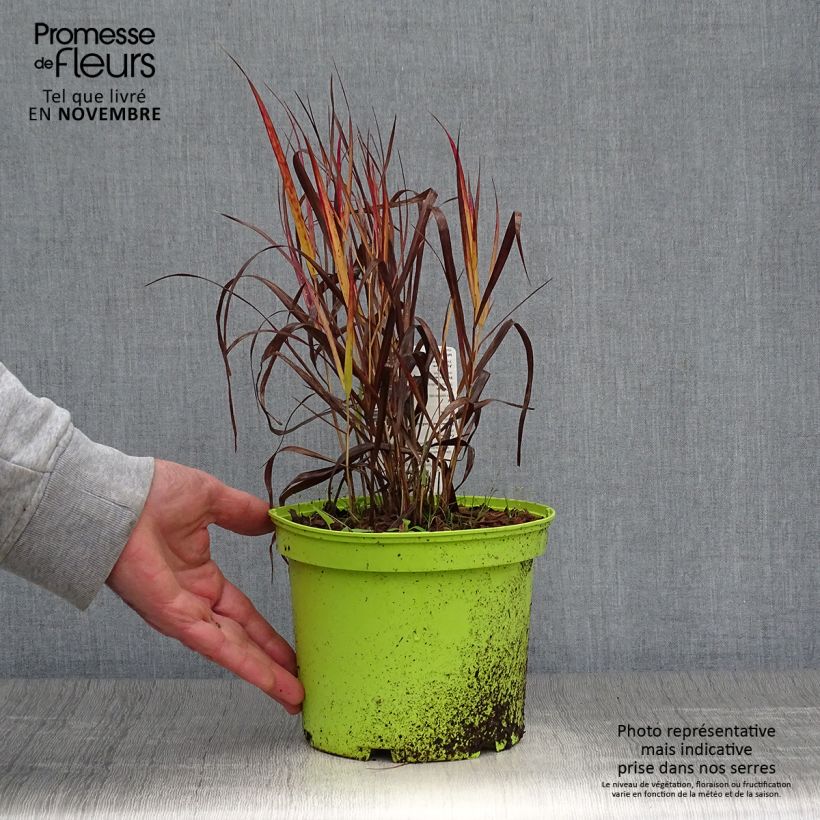 Esemplare di Panicum virgatum Shenandoah Vaso da 2L/3L come consegnato in autunno