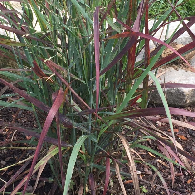 Panicum virgatum Hot Rod (Foliage)