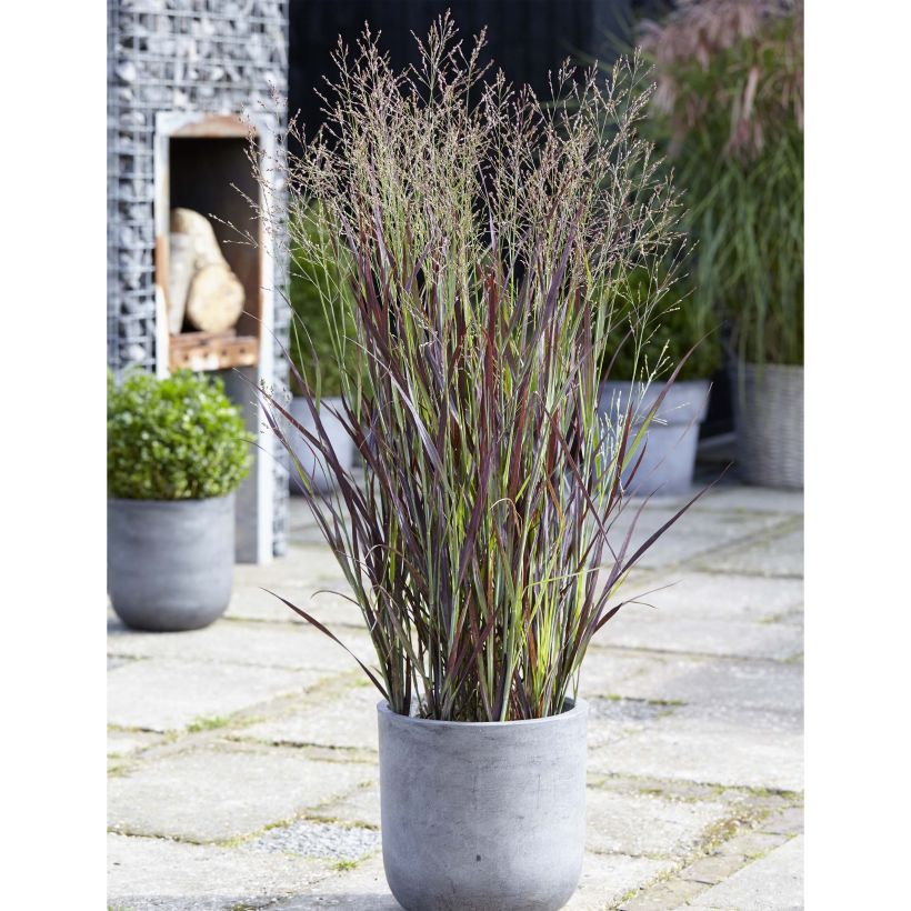 Panicum virgatum Purple Breeze (Porto)