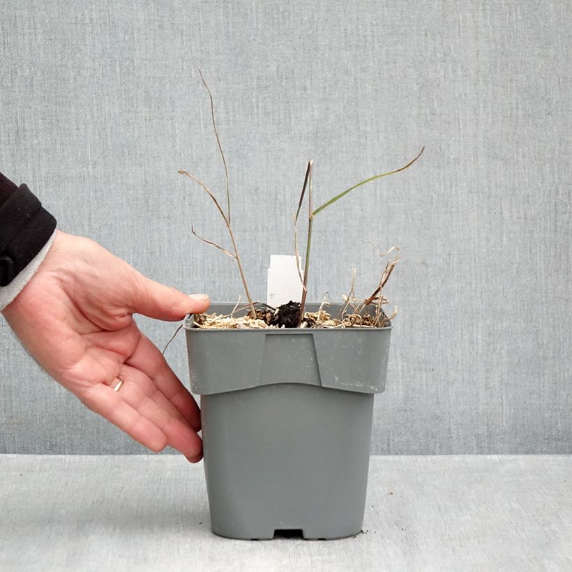 Esemplare di Panicum virgatum Purple Breeze Vaso da 3L/4L come consegnato in autunno
