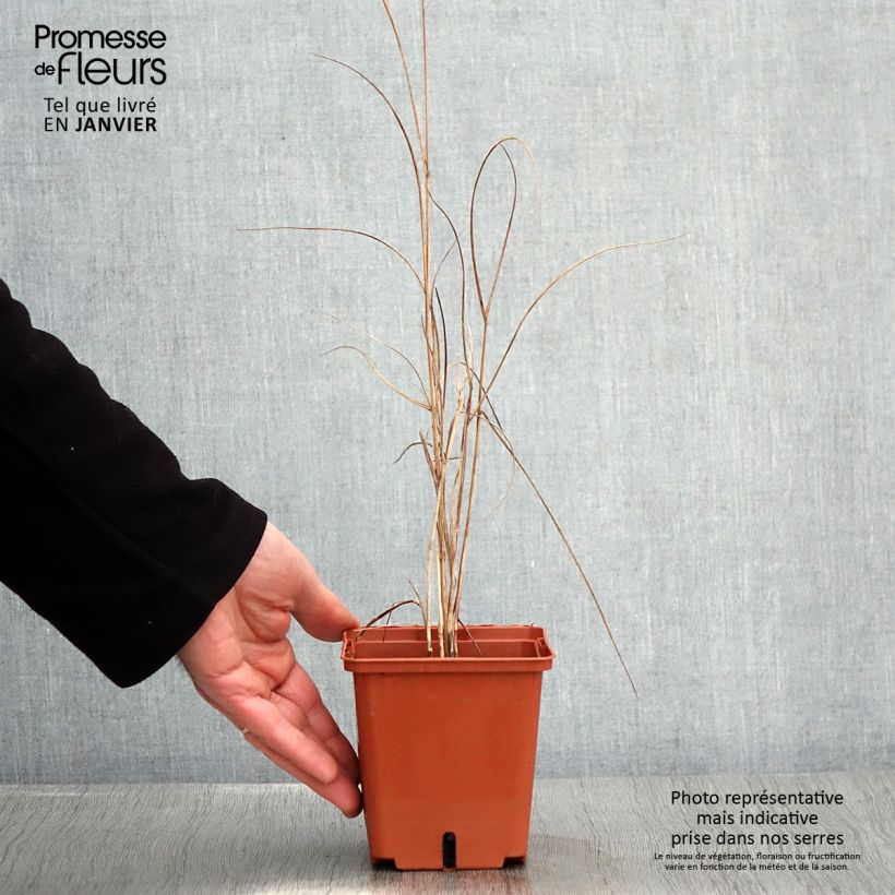 Panicum virgatum Purple Breeze Pot de 3L/4L esemplare consegnato in inverno
