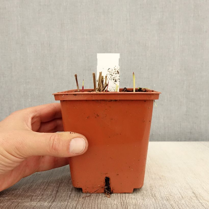 Panicum virgatum Purple Breeze Vaso da 3L/4L esemplare consegnato in primavera