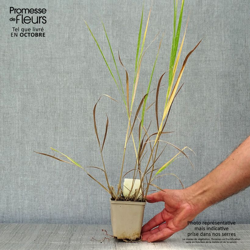 Esemplare di Panicum virgatum Squaw Vasetto da 8/9 cm come consegnato in autunno