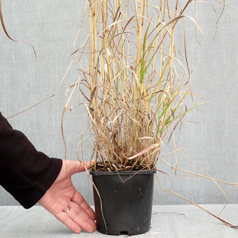 Esemplare di Panicum virgatum Squaw Vaso da 2L/3L come consegnato in autunno