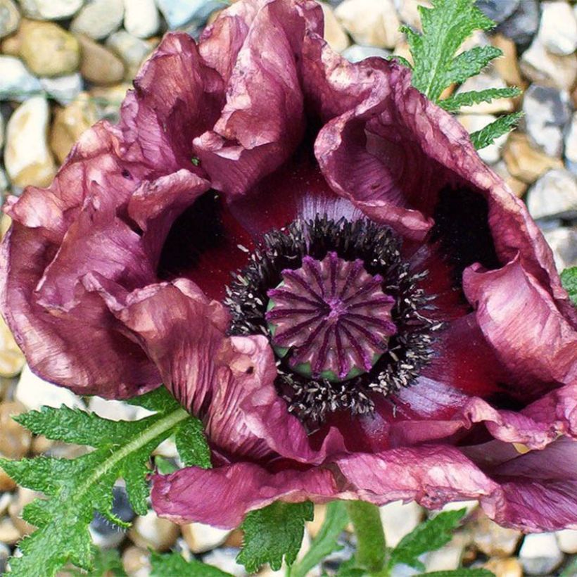Papaver orientale Patty's Plum (Flowering)