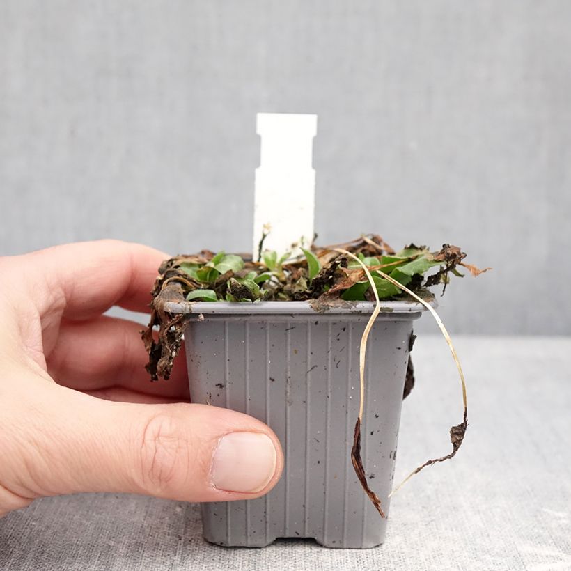 Bellis perennis - Pratolina comune Vasetto da 8/9 cm esemplare consegnato in inverno