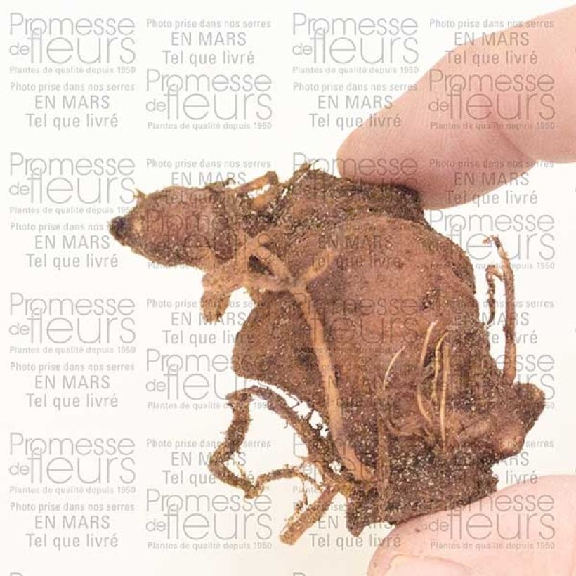 Esempio di esemplare Paris polyphylla Bulbo come consegnato