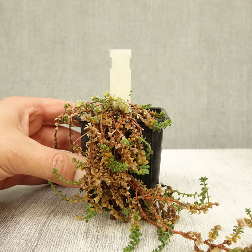Esemplare di Paronychia kapela subsp. serpyllifolia - Paronichia con foglie di serpillo Vasetto da 8/9 cm come consegnato in autunno
