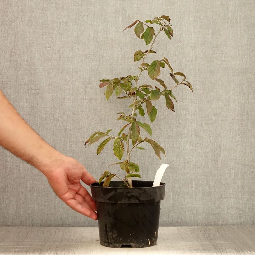 Esemplare di Parrotia persica Bella Vaso da 3L/4L consegnato in estate