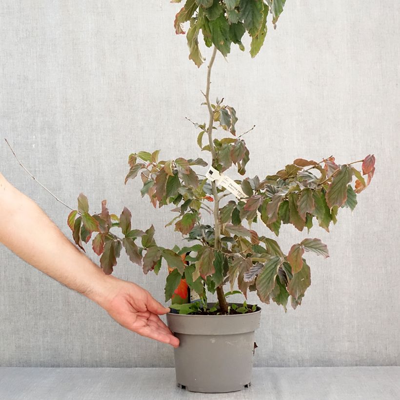 Esemplare di Parrotia persica Burgundy Vaso da 4L/5L consegnato in estate