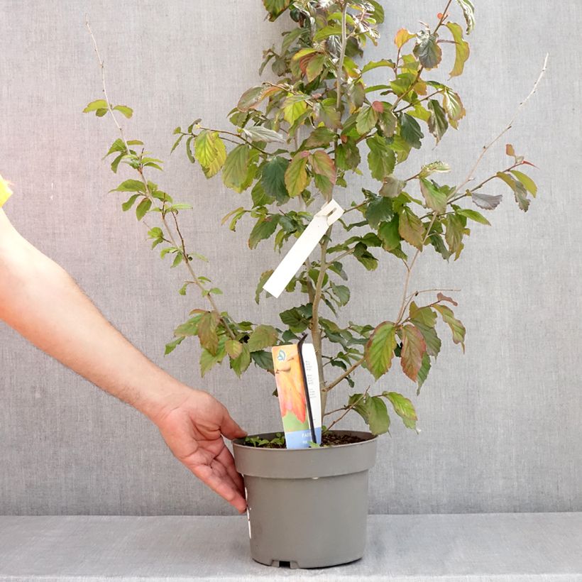 Example of Parrotia persica Burgundy Vaso da 4L/5L as you get in printemps