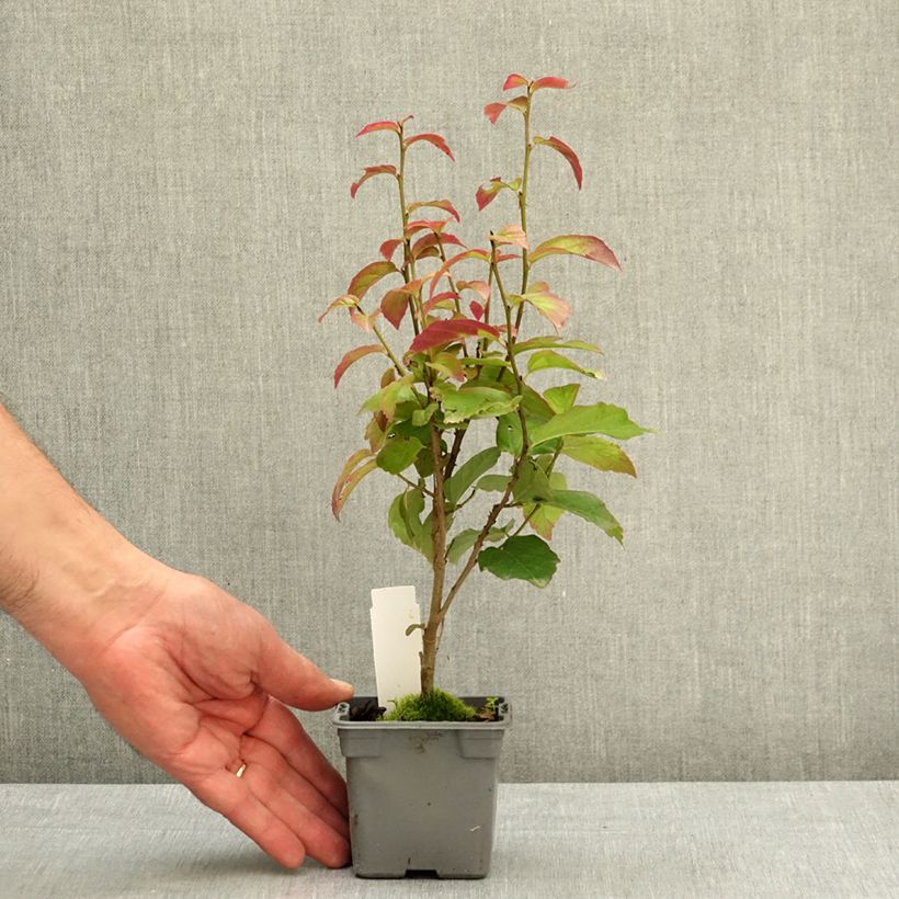 Parrotia persica Persian Spire Vasetto da 8/9 cm esemplare consegnato in primavera