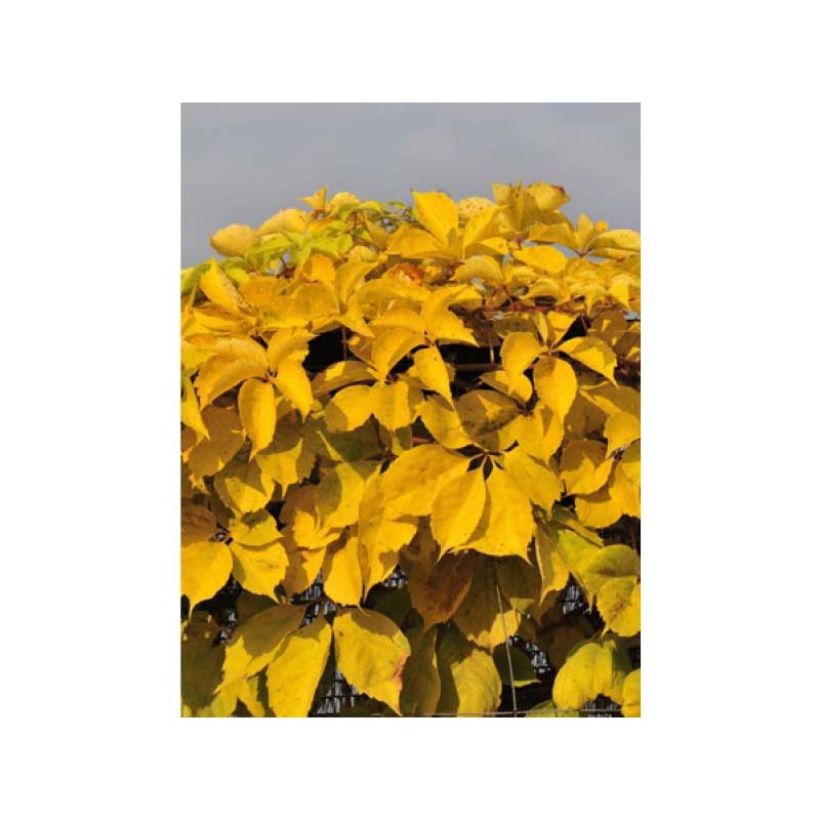 Parthenocissus quinquefolia Yellow Wall - Vite americana (Foliage)