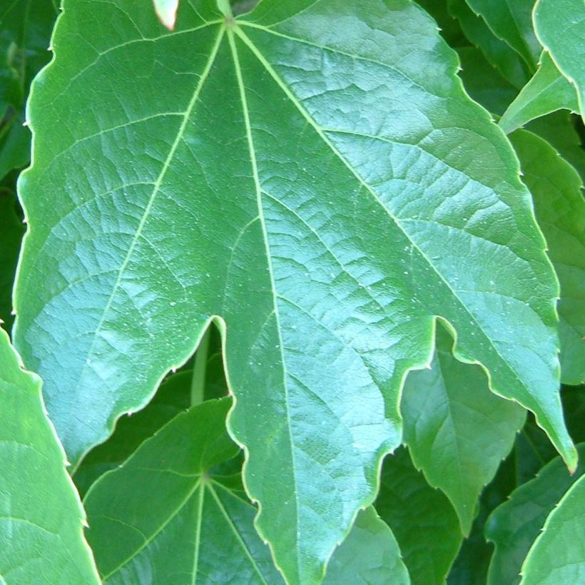 Parthenocissus tricuspidata Green Spring (Fogliame)
