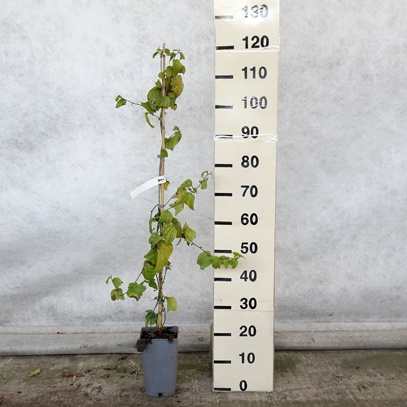 Esemplare di Passiflora citrina - Fleur de la passion Pot de 3L/4L come consegnato in autunno