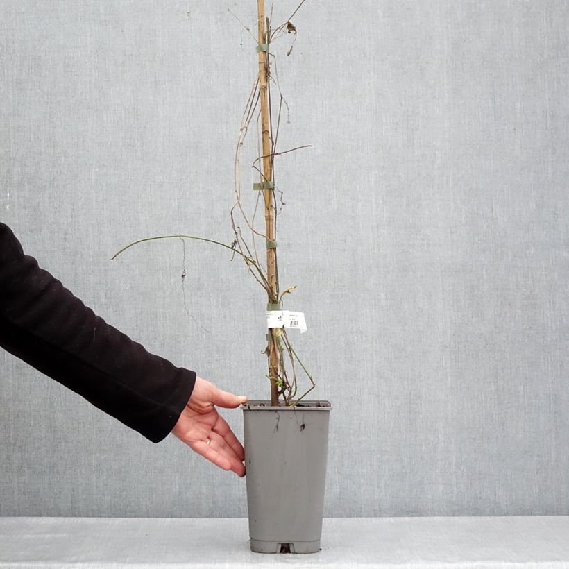 Passiflora citrina Vaso da 3L/4L esemplare consegnato in primavera