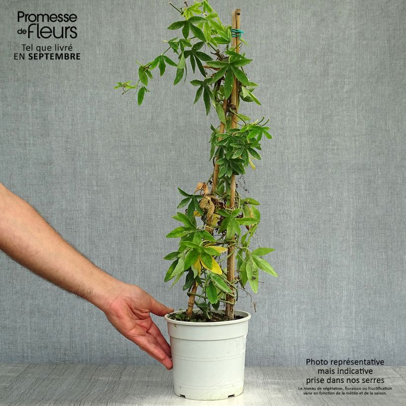 Esemplare di Passiflora subpeltata Vaso da 2L/3L come consegnato in autunno