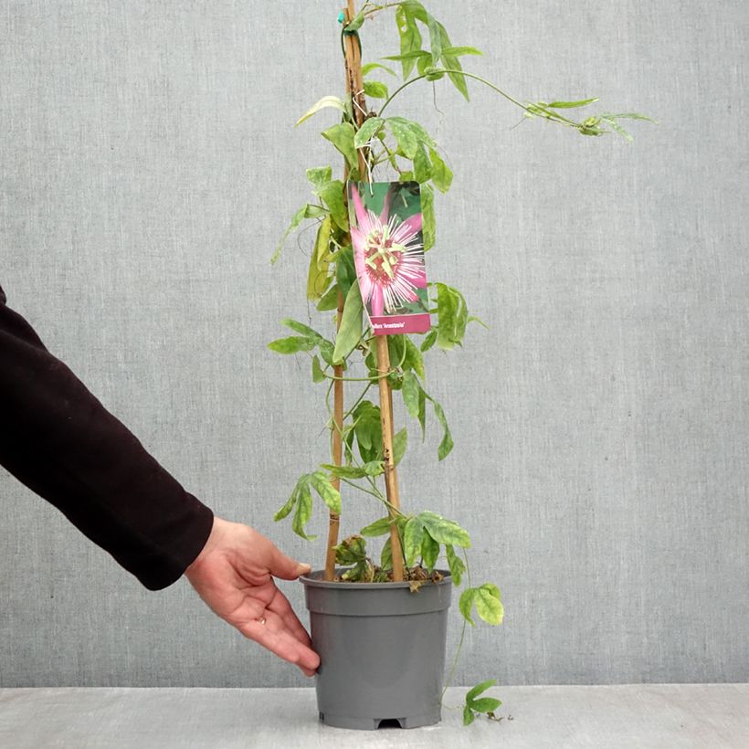 Esemplare di Passiflora Anastasia Vaso da 2L/3L come consegnato in autunno