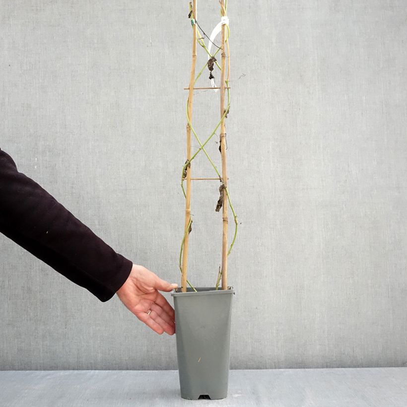 Example of Passiflora incarnata Eia popeia Vaso da 1L/1,5L as you get in automne