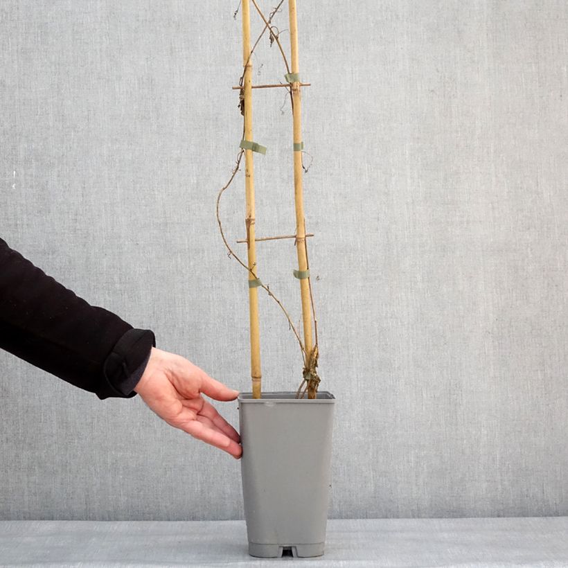 Example of Passiflora incarnata Eia popeia Vaso da 2L/3L as you get in hiver