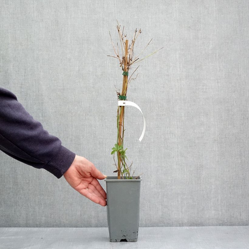 Passiflora incarnata Fata Confetto Vaso da 1,5L/2L esemplare consegnato in primavera