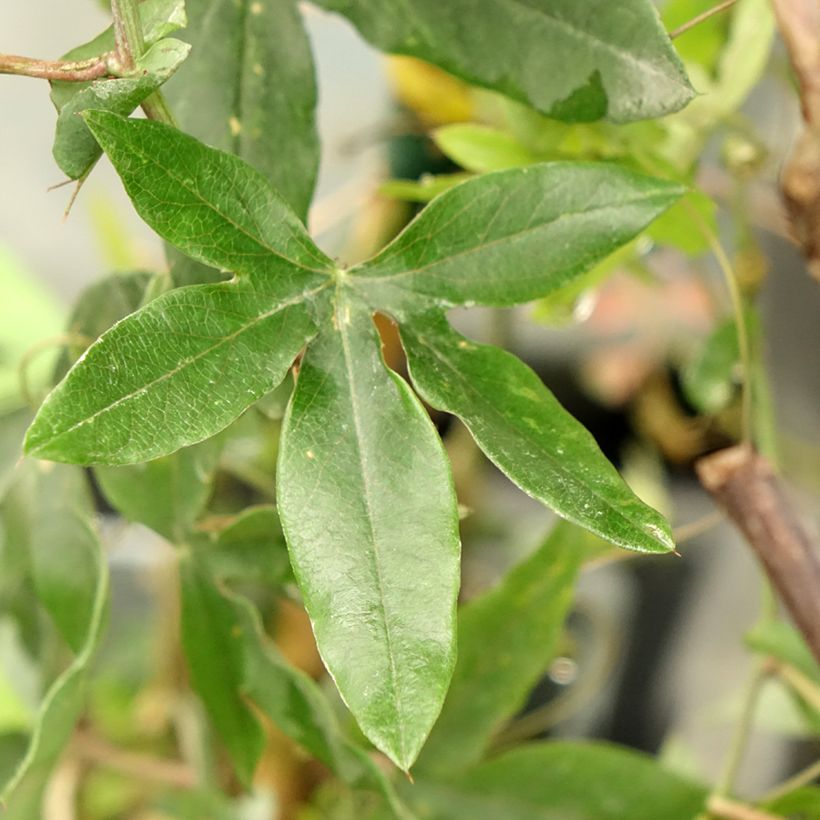 Passiflora caerulea Clear Sky (Fogliame)