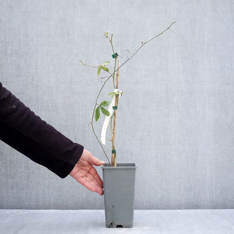 Passiflora caerulea Clear Sky Vaso da 1,5L/2L esemplare consegnato in inverno