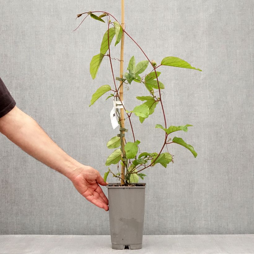 Passiflora Imperatrice Eugénie Vaso da 3L/4L esemplare consegnato in primavera