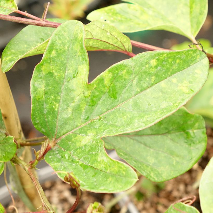 Passiflora Imperatrice Eugénie (Fogliame)