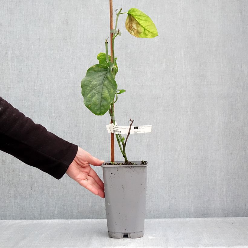 Esemplare di Passiflore quadrangularis - Barbadine Pot de 3L/4L come consegnato in autunno