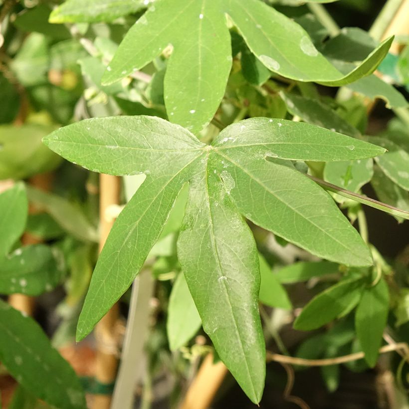 Passiflora Snow Queen (Foliage)