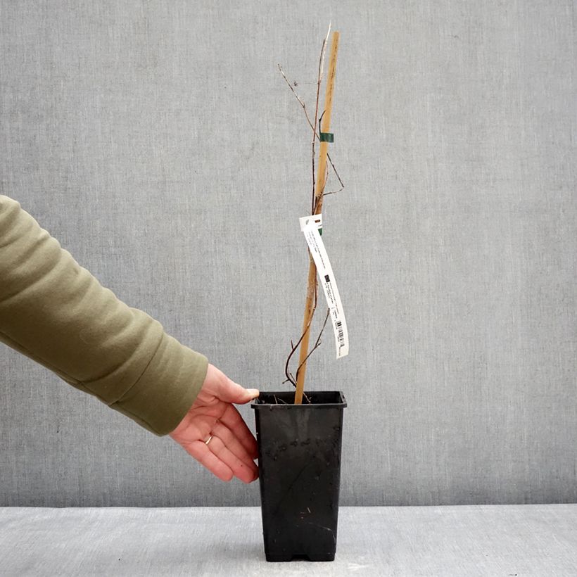 Passiflora (x) incarnata Snow Star Vaso da 1,5L/2L esemplare consegnato in inverno