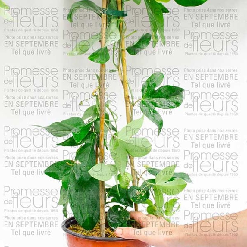 Esempio di esemplare Passiflora Perfume Passion Vaso da 2L/3L come consegnato